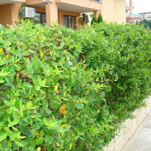 Japonský zimolez Halliana POLOSTÁLE ZELENÝ voňavý květináč, 2L