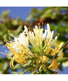 Japonský zimolez Halliana POLOSTÁLE ZELENÝ voňavý P9/C1