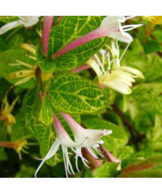 Japonský zimolez Aureoreticulata PÓLSTÁLE ZELENÝ P9/C1