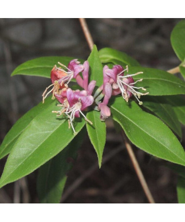 Honeysuckle Henry's POLOZELENÝ, květináč, 2l