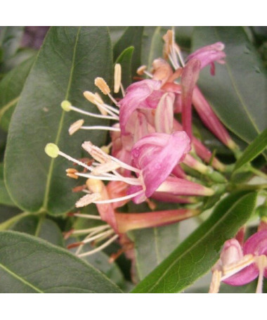 Honeysuckle Henry's POLOZELENÝ, květináč, 2l