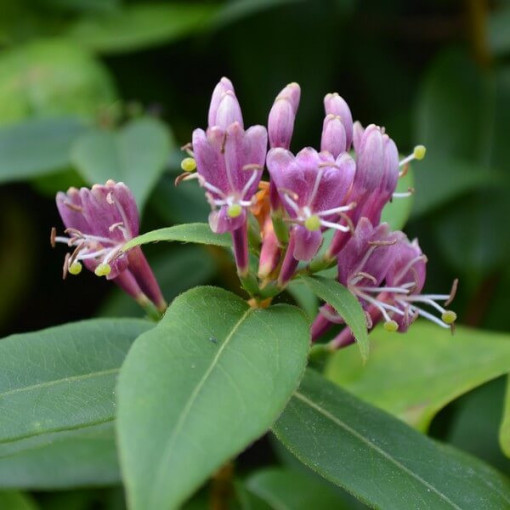 Honeysuckle Henry's POLOZELENÝ P9/C1