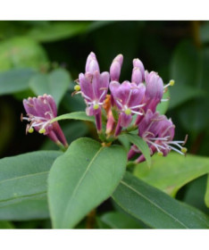 Honeysuckle Henry's POLOZELENÝ P9/C1