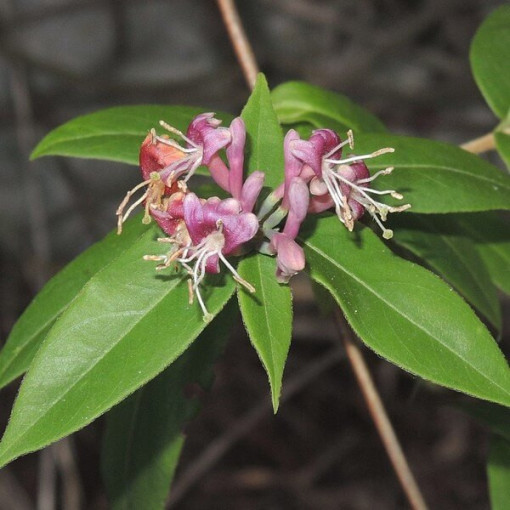 Honeysuckle Henry's POLOZELENÝ P9/C1