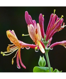 Honeysuckle Hekrott VONNÝ P9/C1
