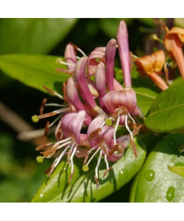 Honeysuckle Hekrott VONNÝ P9/C1