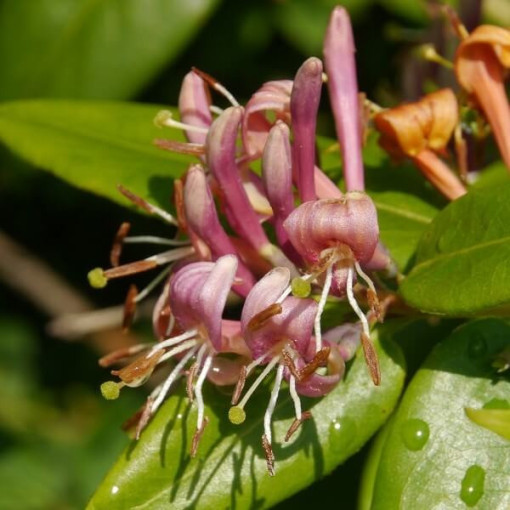 Honeysuckle Hekrott VONNÝ P9/C1