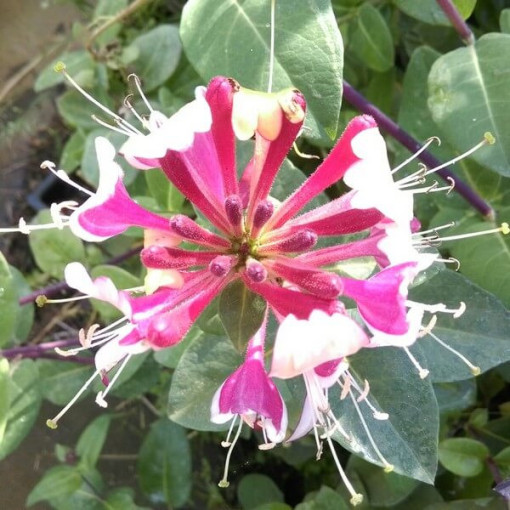 Honeysuckle Hekrott VONNÝ P9/C1