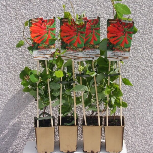 Honeysuckle Brown's Dropmore Scarlet VONNÝ 2L květináč