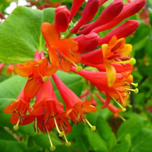 Honeysuckle Brown's Dropmore Scarlet VOŇAVÉ P9/C1