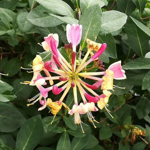 Zimolez American Beauty, květináč 2L