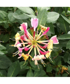 Zimolez American Beauty, květináč 2L