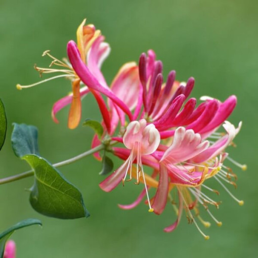 Zimolez American Beauty, květináč 2L