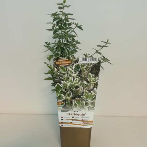 Brslen Fortuneův 'Harlequin' P9/C1