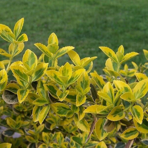 Brslen 'Emerald Gold' P9/C1