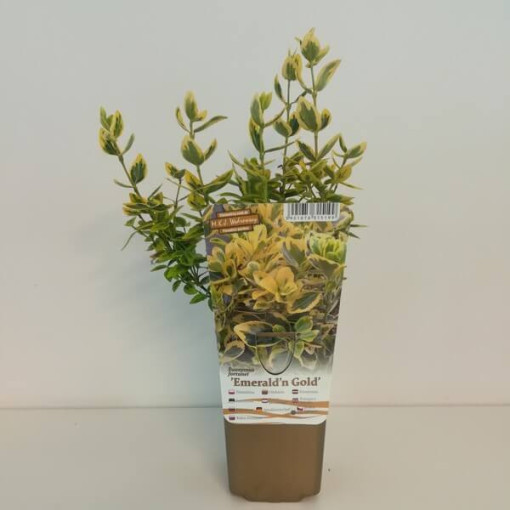 Brslen 'Emerald Gold' P9/C1