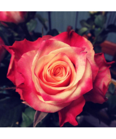 Velkokvětá růže 'Lady Kenna' 2L květináč