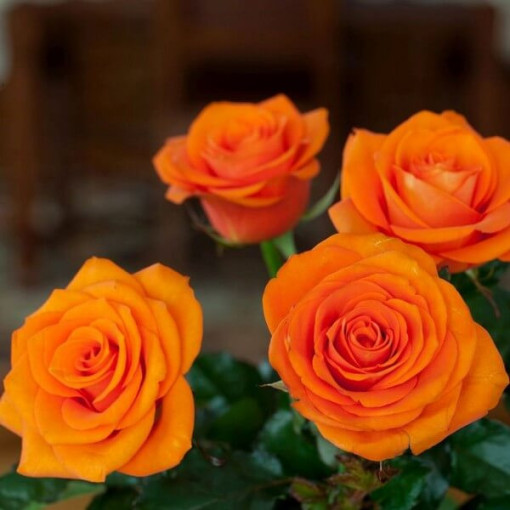 Velkokvětá růže 'Sika', 2L květináč