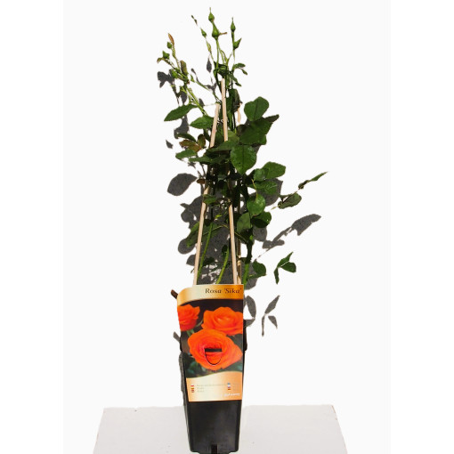 Velkokvětá růže 'Sika', 2L květináč