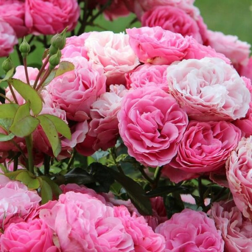 Hybridní čajová růže 'Santos', 4l nádoba