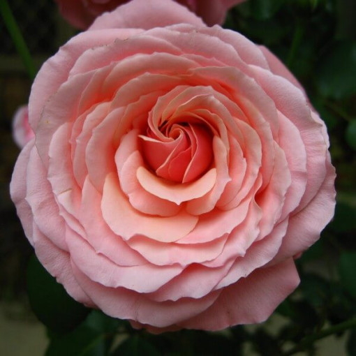 Hybridní čajová růže 'Santos', 4l nádoba