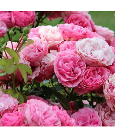 Hybridní čajová růže 'Santos', 2l nádoba