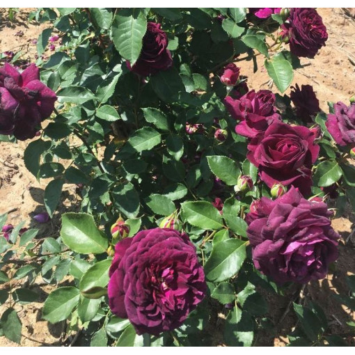 Hybridní čajová růže 'Purple Orient', 2l nádoba