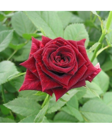 Velkokvětá růže 'Mr. Lincoln', obj. 2l