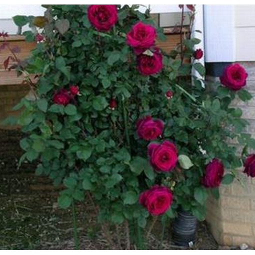 Velkokvětá růže 'Mr. Lincoln', obj. 2l