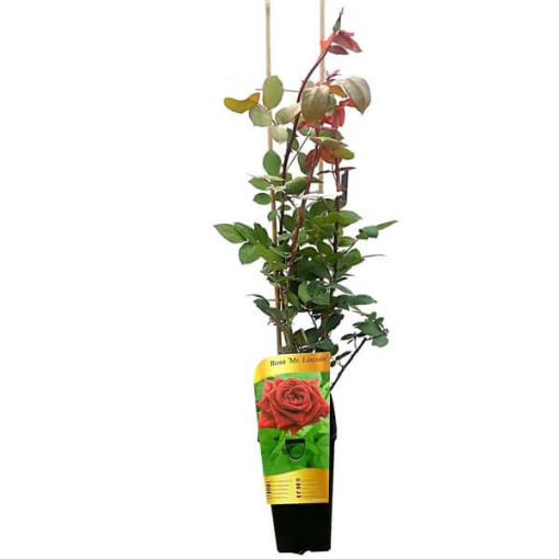 Velkokvětá růže 'Mr. Lincoln', obj. 2l