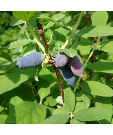Kamčatská borůvka 'Tomi'