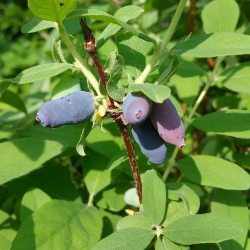 Kamčatská borůvka 'Tomi'