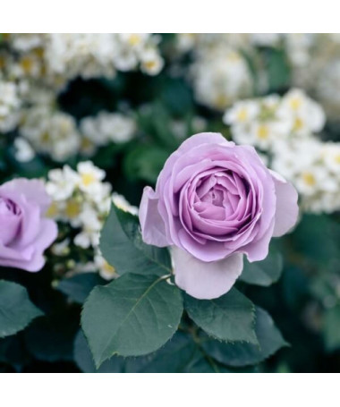 Velkokvětá růže 'Lilla Wunder', obj. 2l