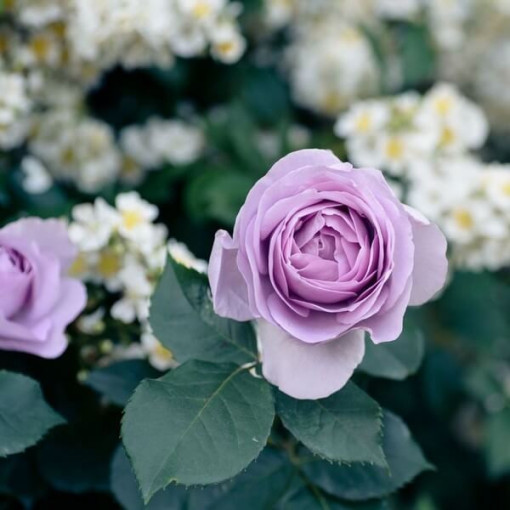 Velkokvětá růže 'Lilla Wunder', obj. 2l