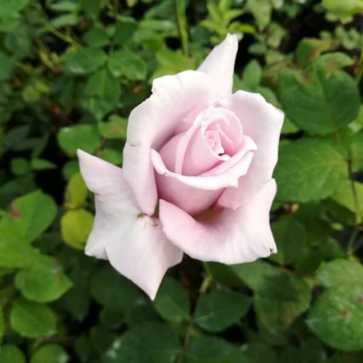 Velkokvětá růže 'Lilla Wunder', obj. 2l