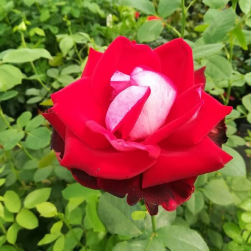 Velkokvětá růže 'Kronenburg' v 2l květináči