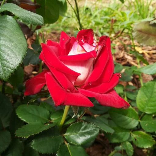 Velkokvětá růže 'Kronenburg' v 2l květináči