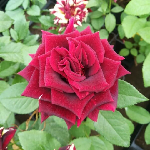 Velkokvětá růže 'Irena', 2l květináč