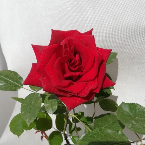 Velkokvětá růže 'Irena', 2l květináč