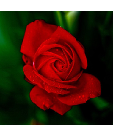 Velkokvětá růže 'Fulgurante' v květináči o objemu 2l.