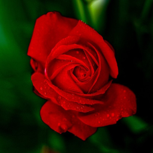 Velkokvětá růže 'Fulgurante' v květináči o objemu 2l.