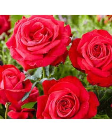 Velkokvětá růže 'Fulgurante' v květináči o objemu 2l.