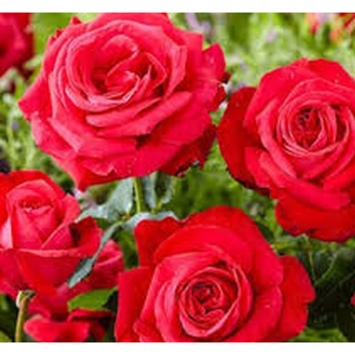 Velkokvětá růže 'Fulgurante' v květináči o objemu 2l.