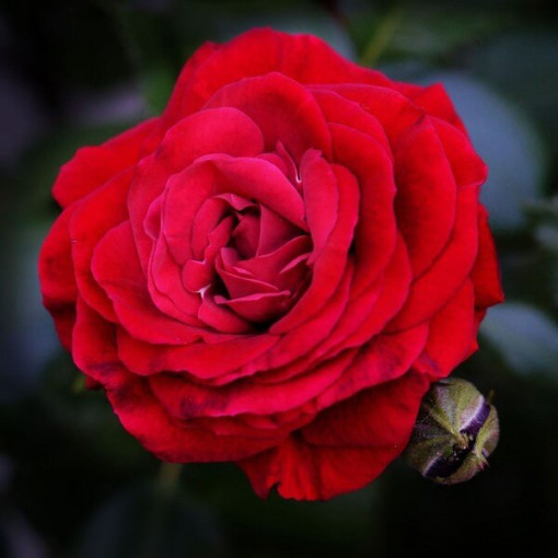 Velkokvětá růže 'Fulgurante' v květináči o objemu 2l.