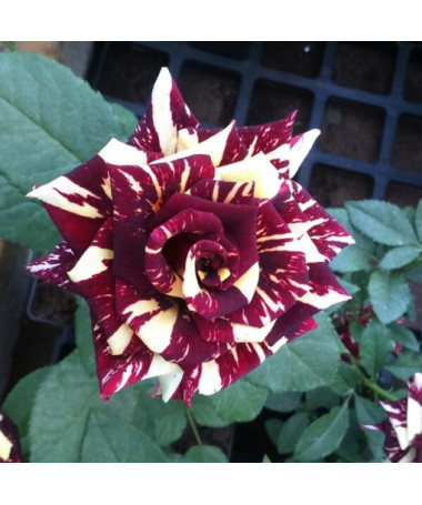 Hybridní čajová růže 'Ewenement', 2l květináč