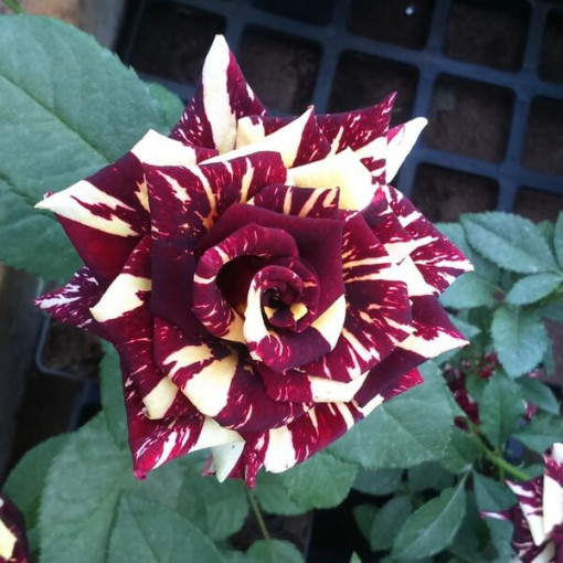 Hybridní čajová růže 'Ewenement', 2l květináč