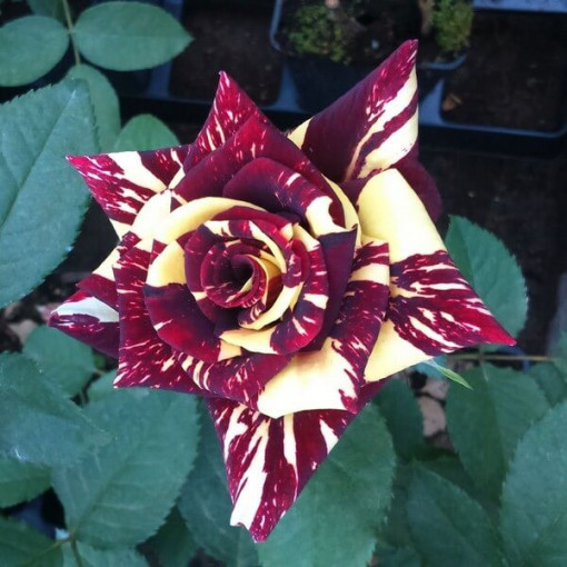 Hybridní čajová růže 'Ewenement', 2l květináč