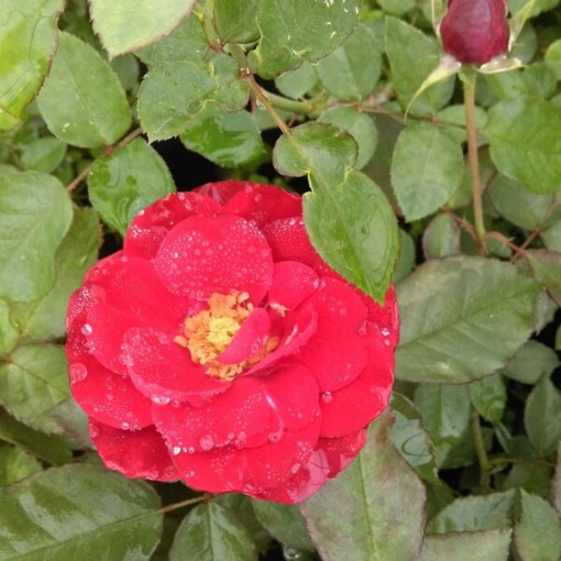 Hybridní čajová růže 'Cygne Noir', 2l květináč