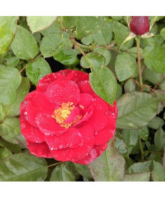 Hybridní čajová růže 'Cygne Noir', 2l květináč