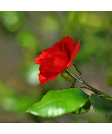 Hybridní čajová růže 'Cygne Noir', 2l květináč